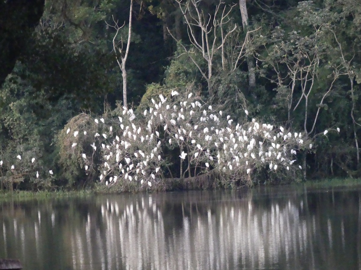 Western Cattle Egret - ML623731708