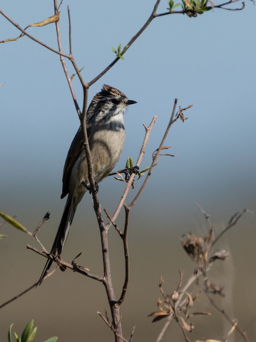 Plain-mantled Tit-Spinetail - ML623731713