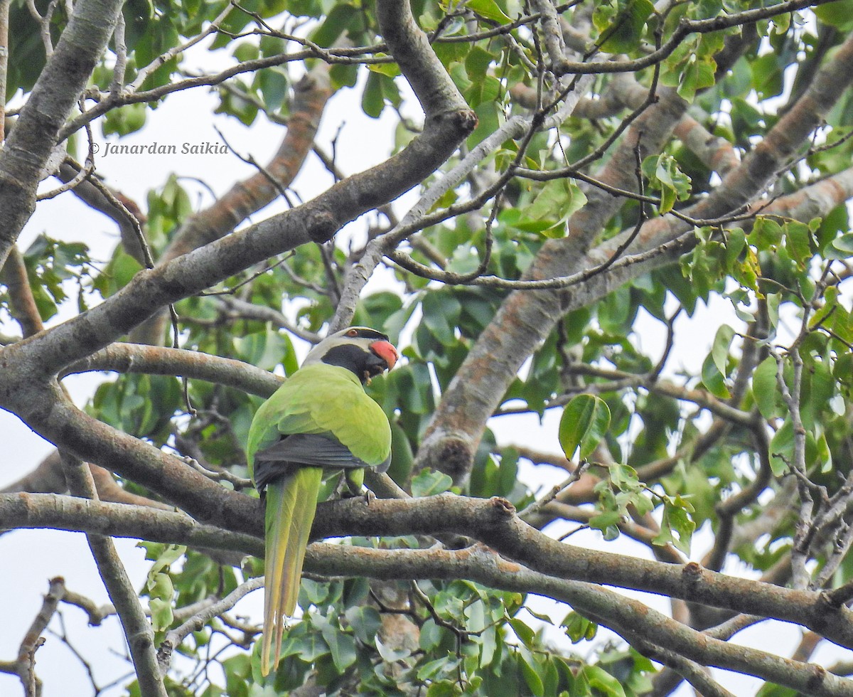 Nicobar Parakeet - ML623731714