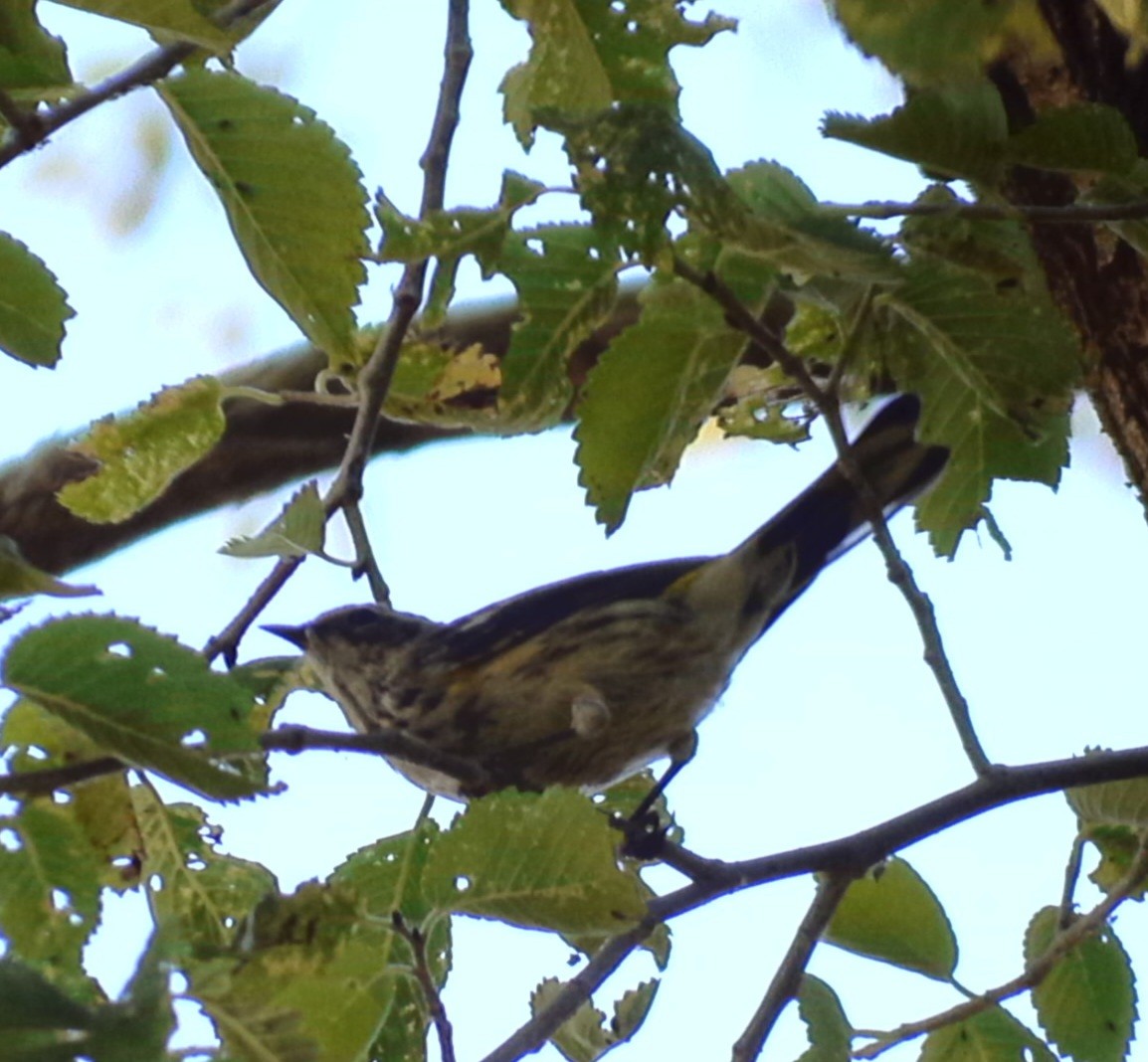 Yellow-rumped Warbler - ML623731718