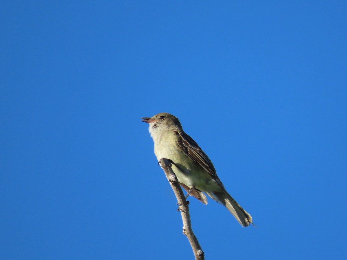 Caribbean Elaenia - ML623731723