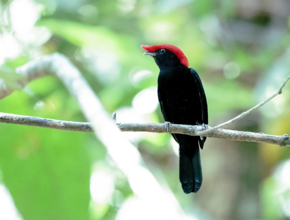 Helmeted Manakin - ML623731724