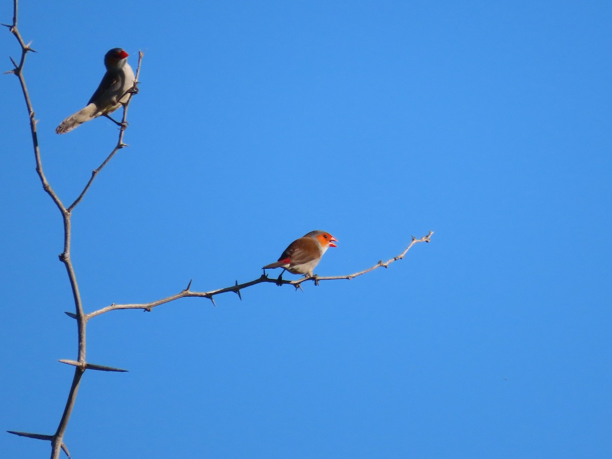 Orange-cheeked Waxbill - ML623731725