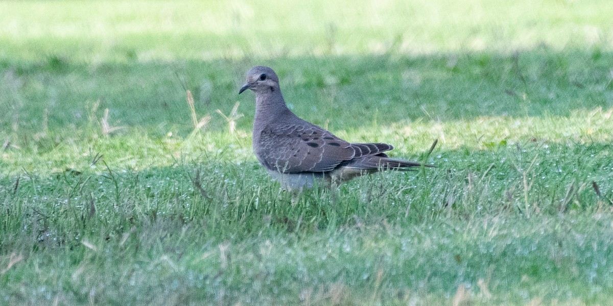 Mourning Dove - ML623731727