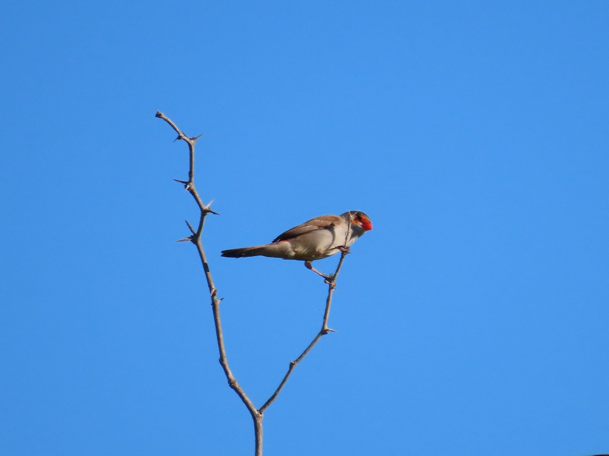 Orange-cheeked Waxbill - Gustavo Ustariz