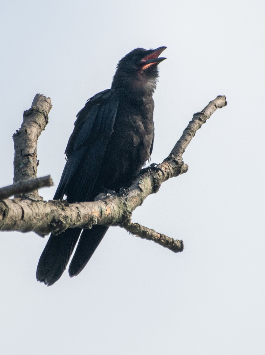 Fish Crow - Gregory Frostad