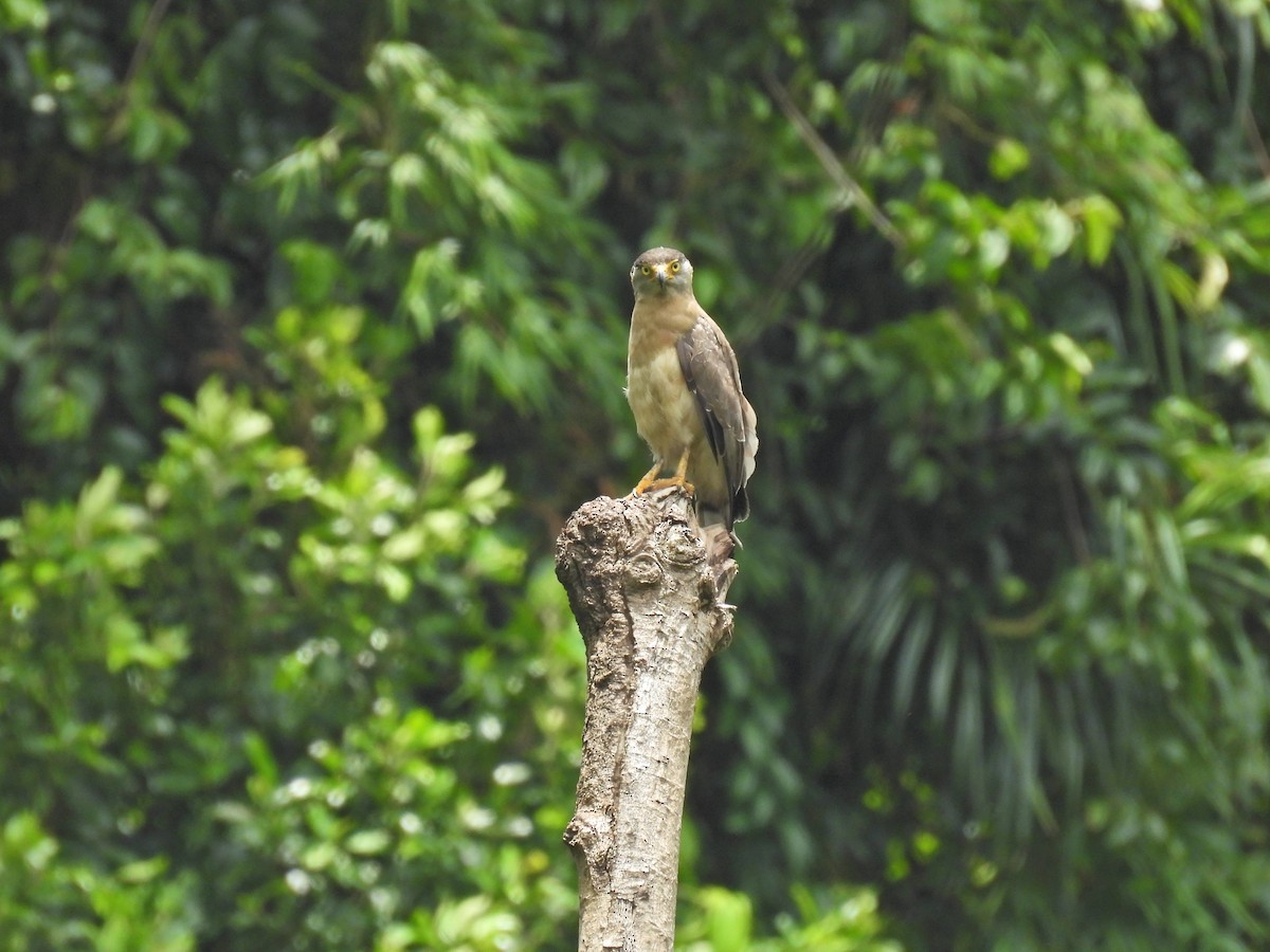 Nicobar Serpent-Eagle - ML623731740