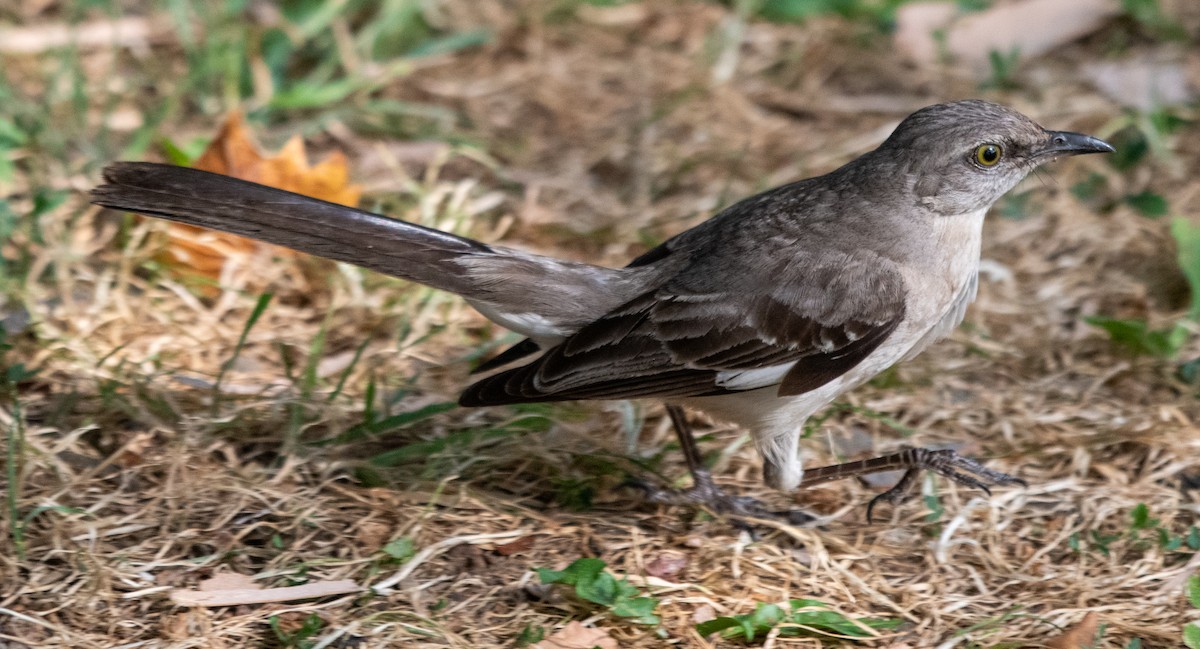 Northern Mockingbird - Gregory Frostad