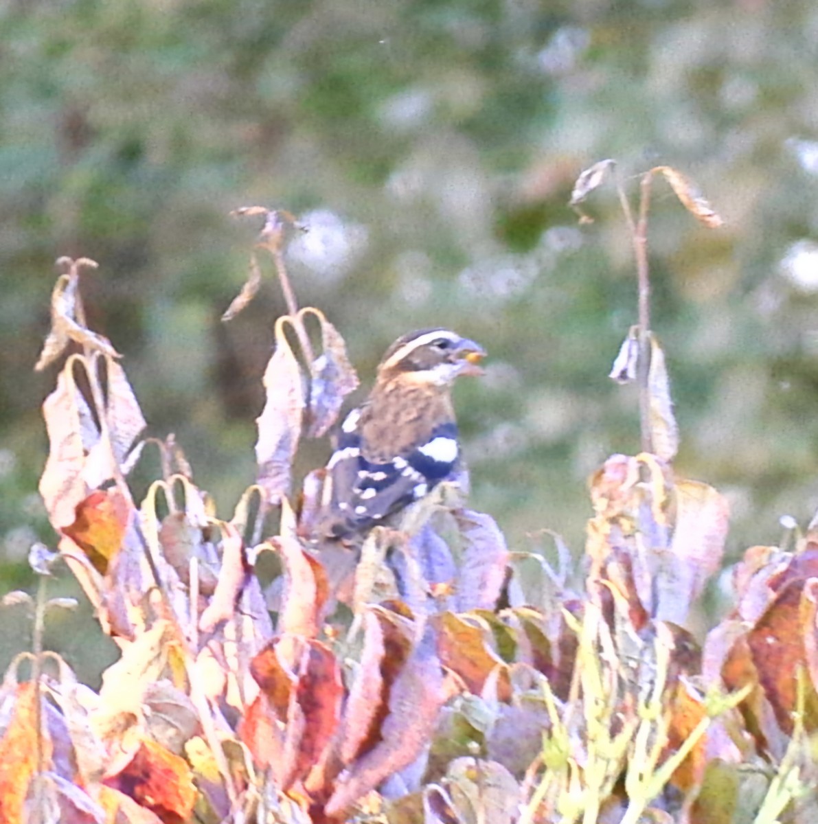 Rose-breasted Grosbeak - ML623731757