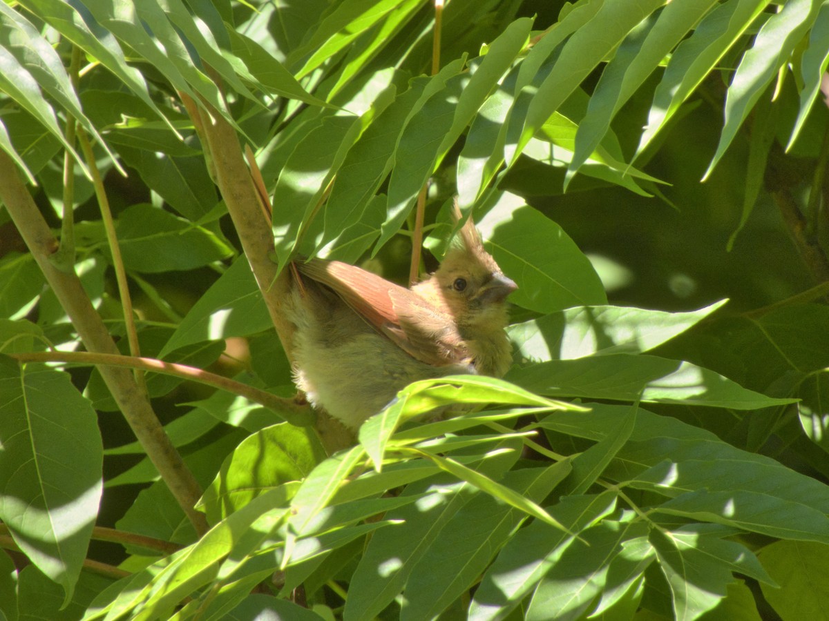 Northern Cardinal - Andy Ingebritson