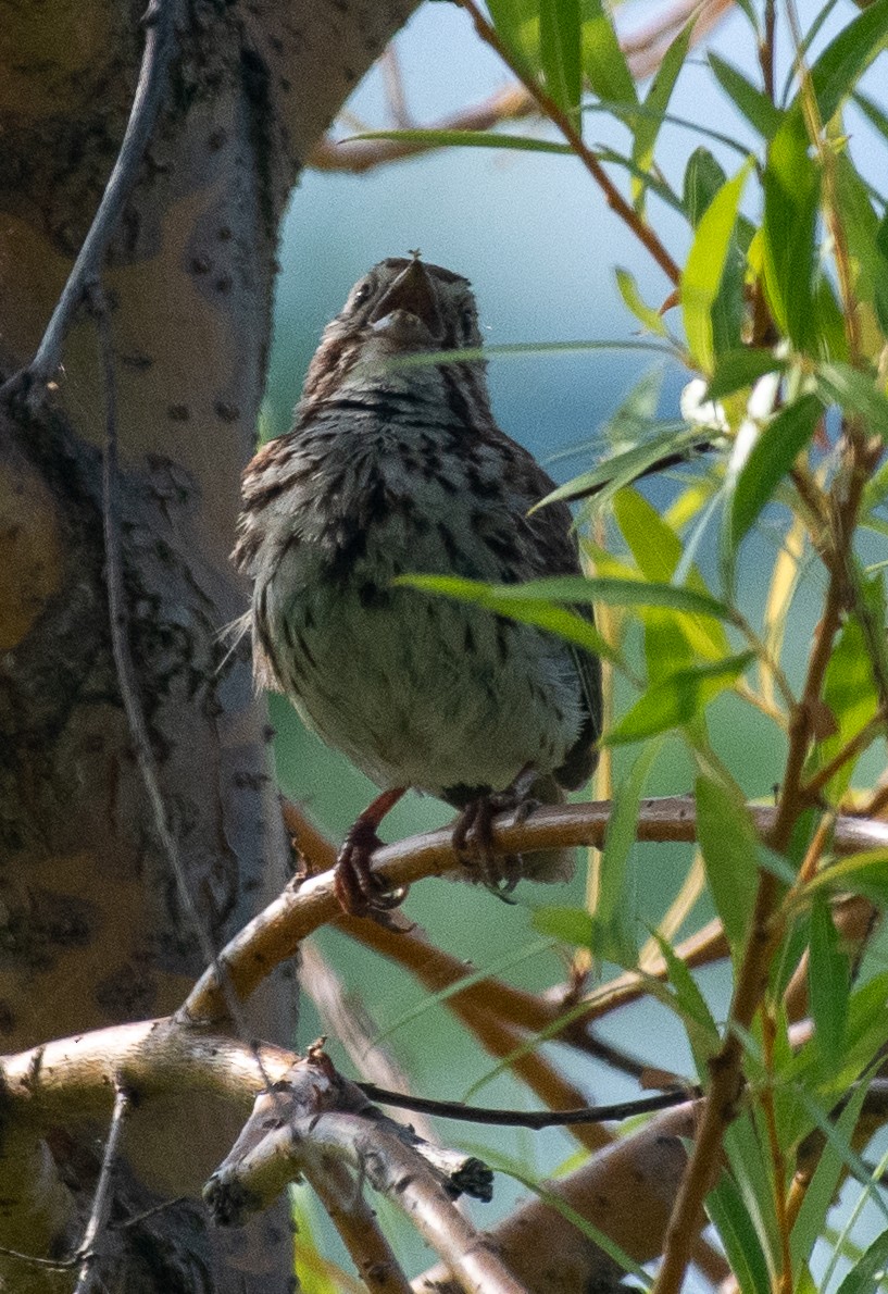 Song Sparrow - ML623731761