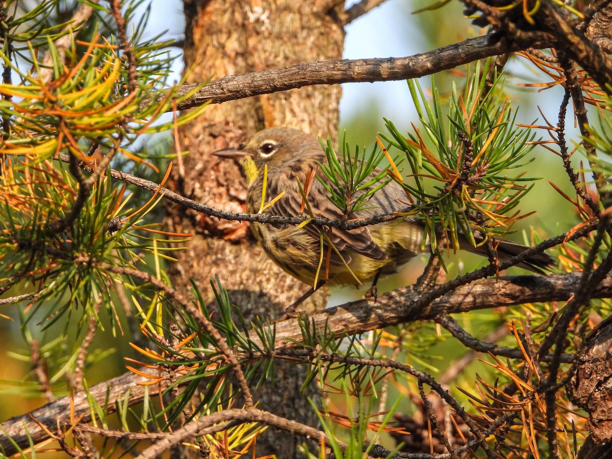 Kirtland's Warbler - Samuel Burckhardt