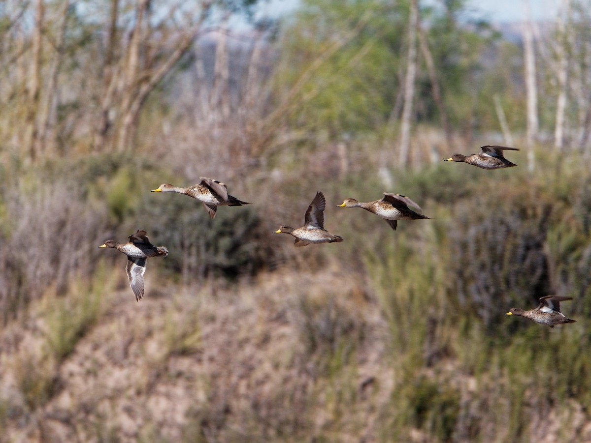 Yellow-billed Teal - Quentin Vandemoortele