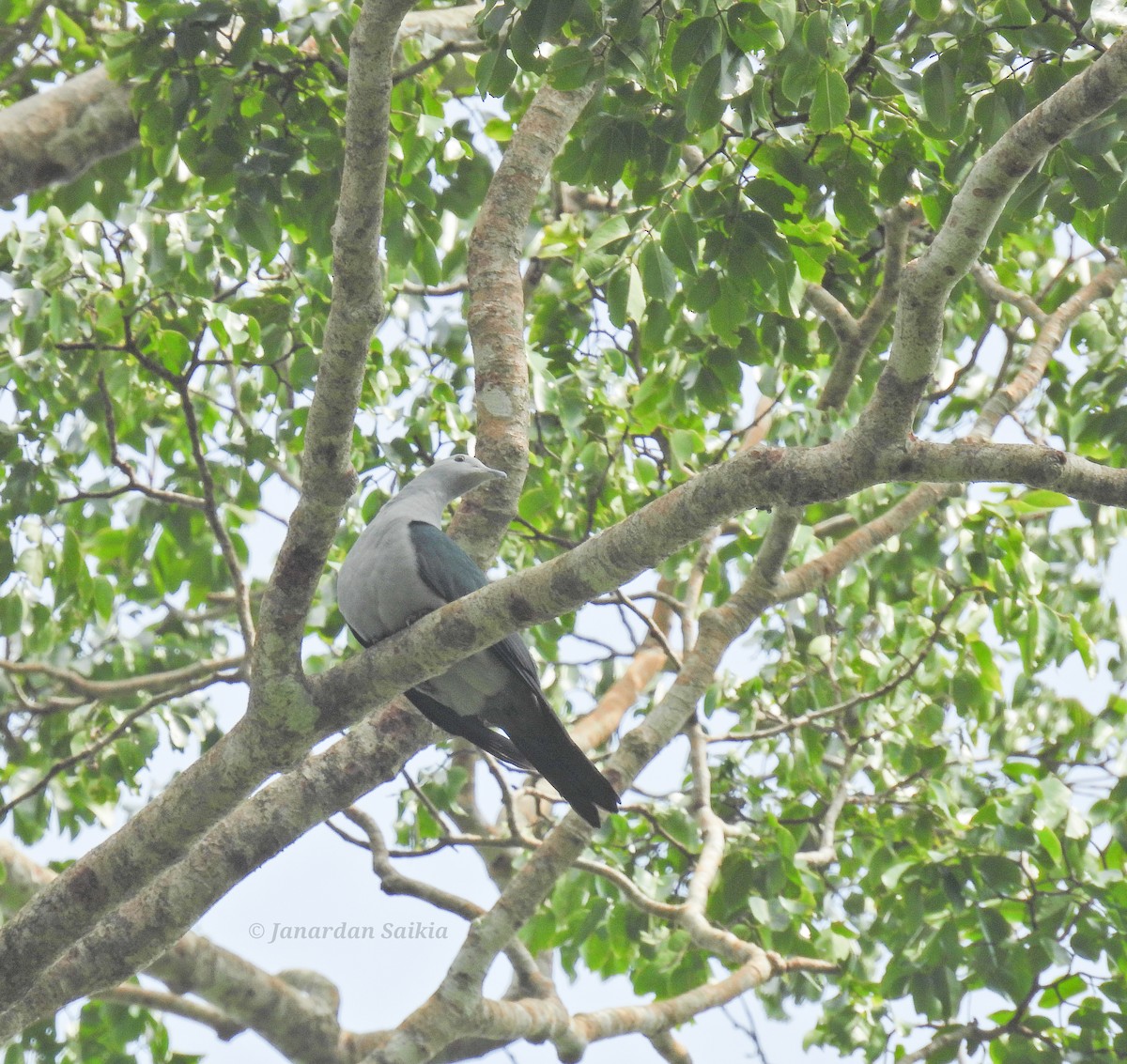 Nicobar Imperial-Pigeon - ML623731769