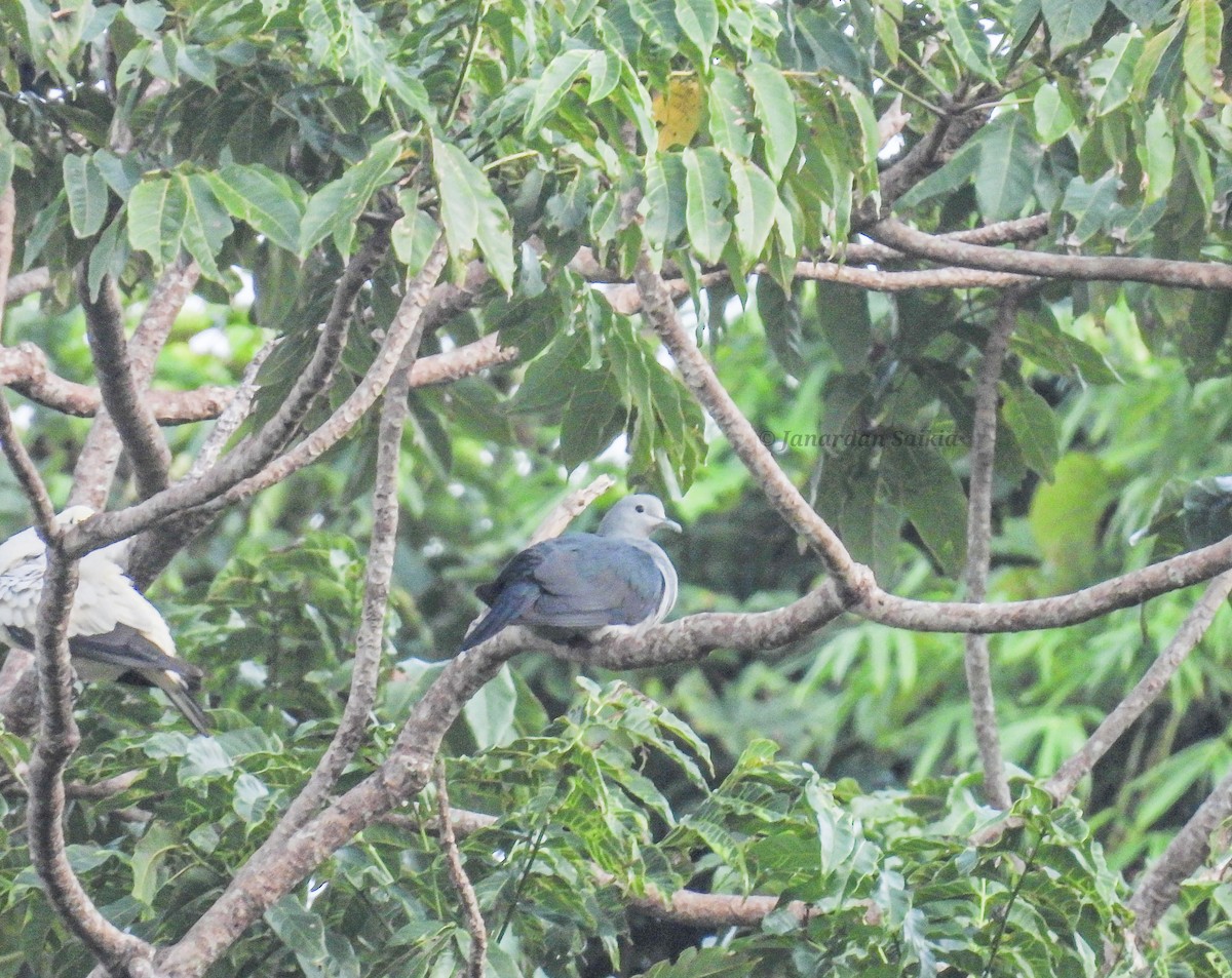 Nicobar Imperial-Pigeon - ML623731770