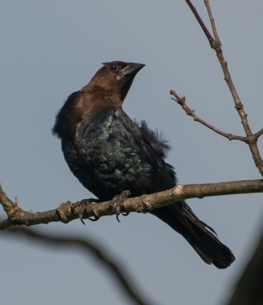 Brown-headed Cowbird - ML623731772