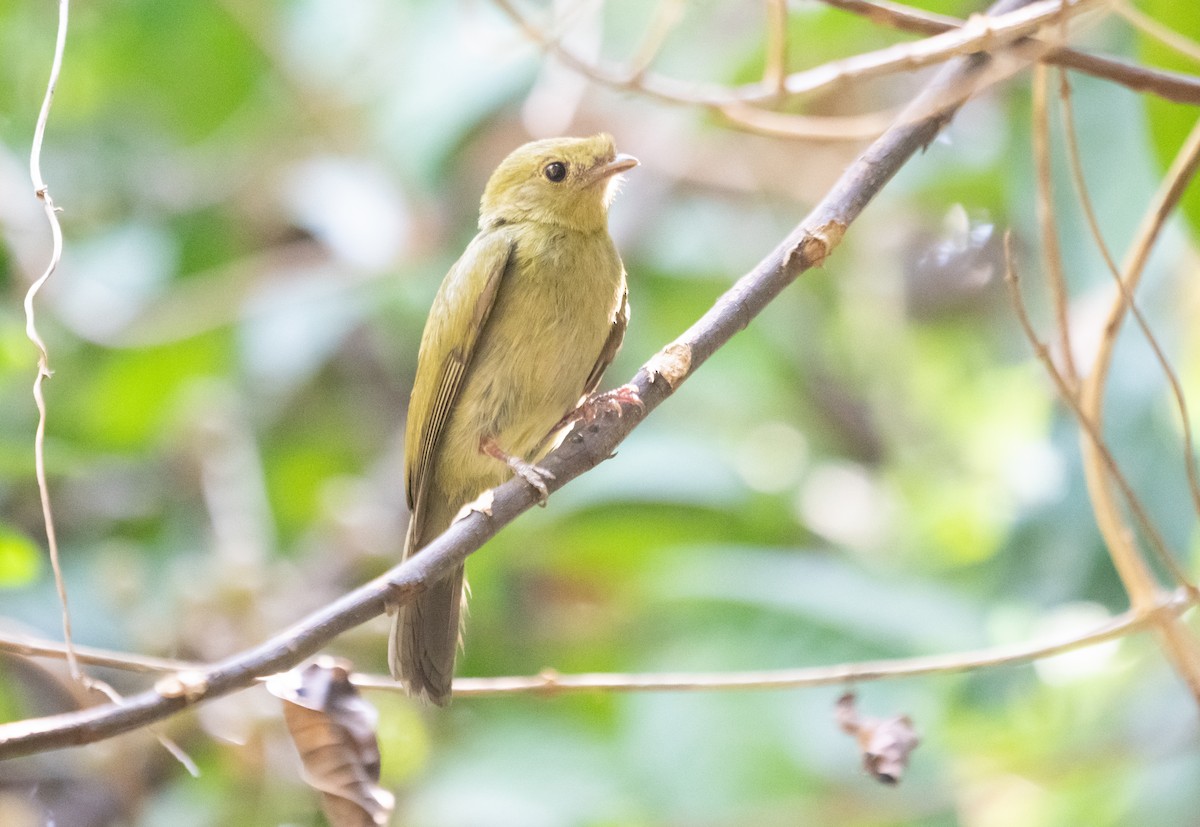 Helmeted Manakin - ML623731776