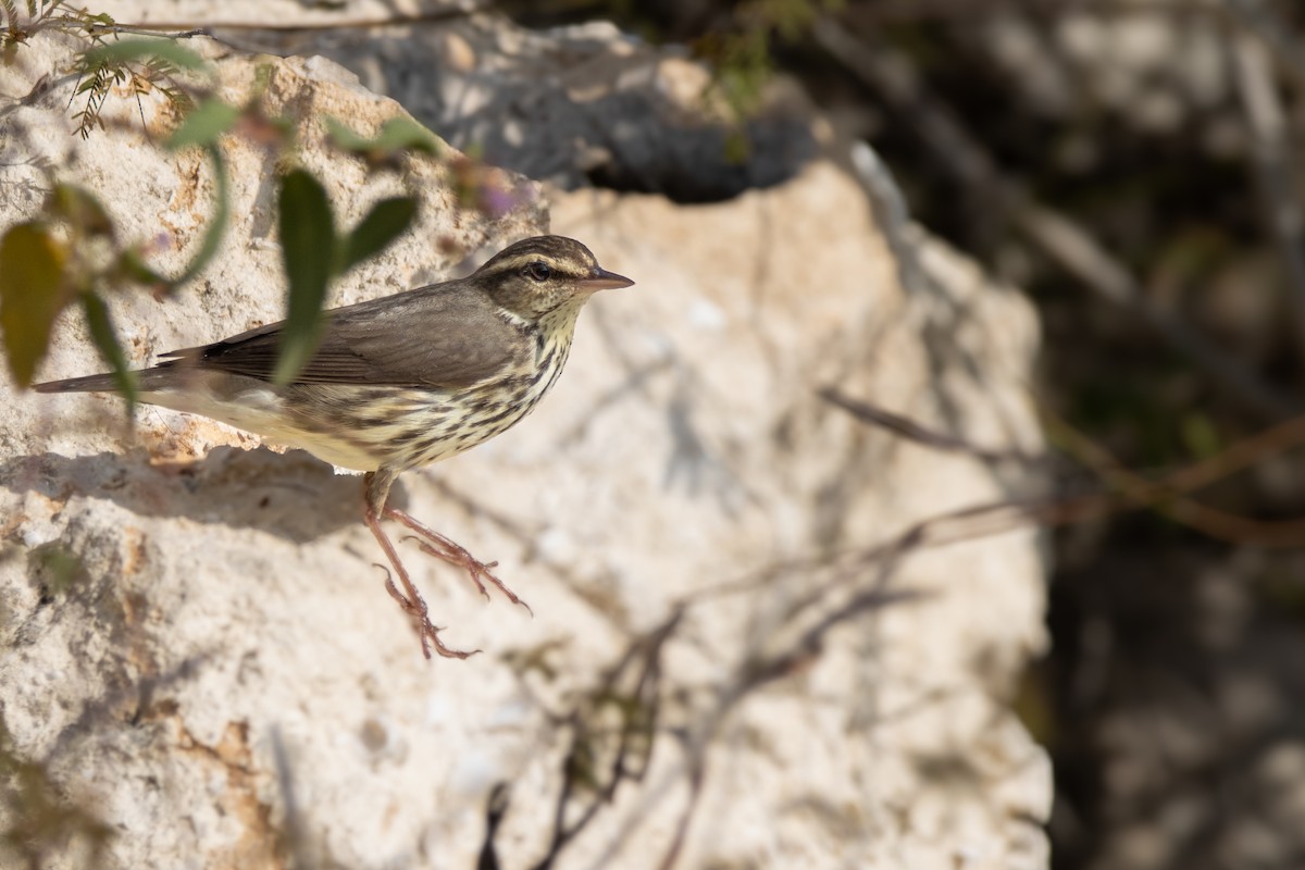 Northern Waterthrush - ML623731787