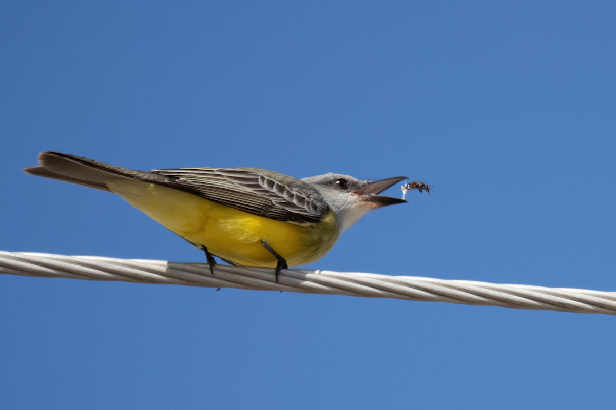 Tropical Kingbird - ML623731790