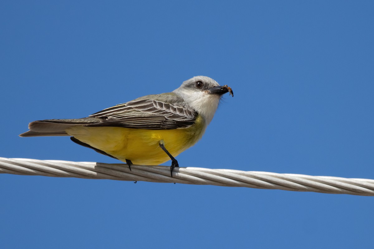 Tropical Kingbird - ML623731791