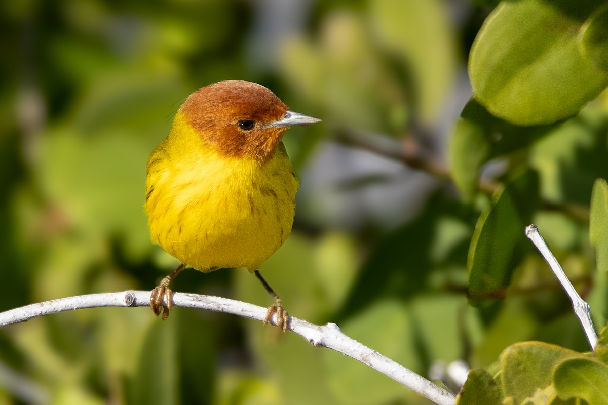 Yellow Warbler (Mangrove) - ML623731797