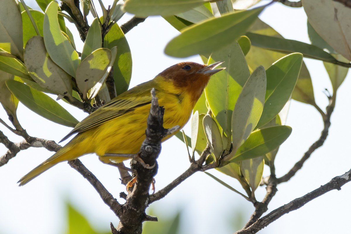 Mangrove Yellow Warbler (Mexican) - ML623731798