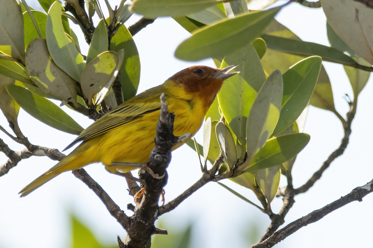 Yellow Warbler (Mangrove) - ML623731798