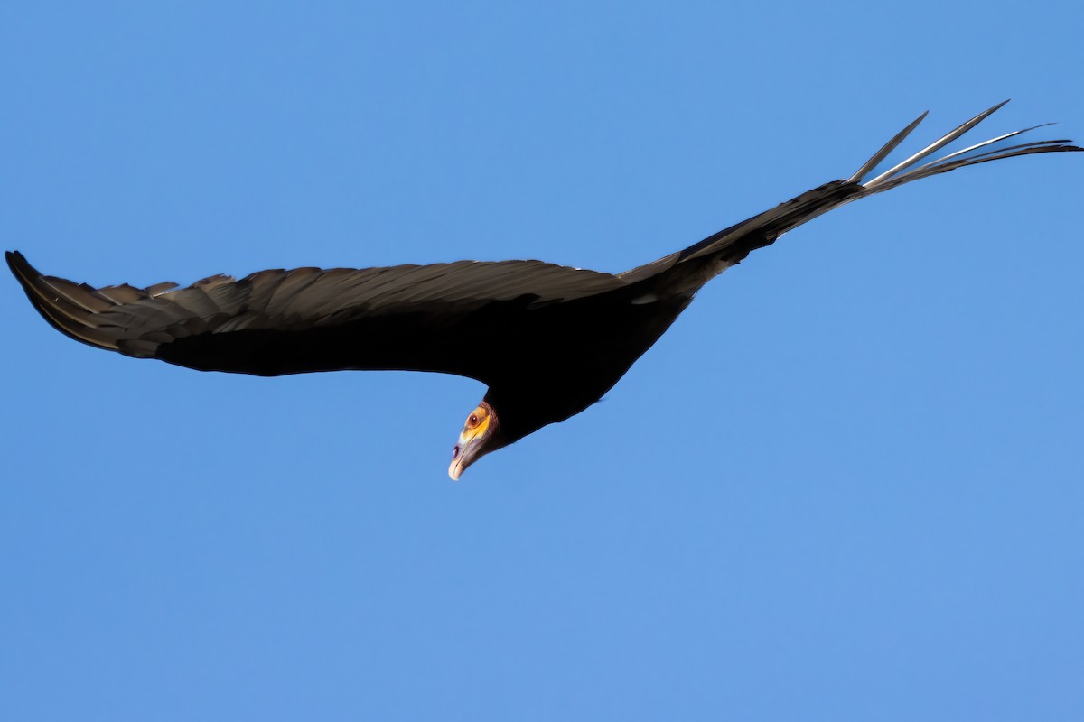 Lesser Yellow-headed Vulture - ML623731808