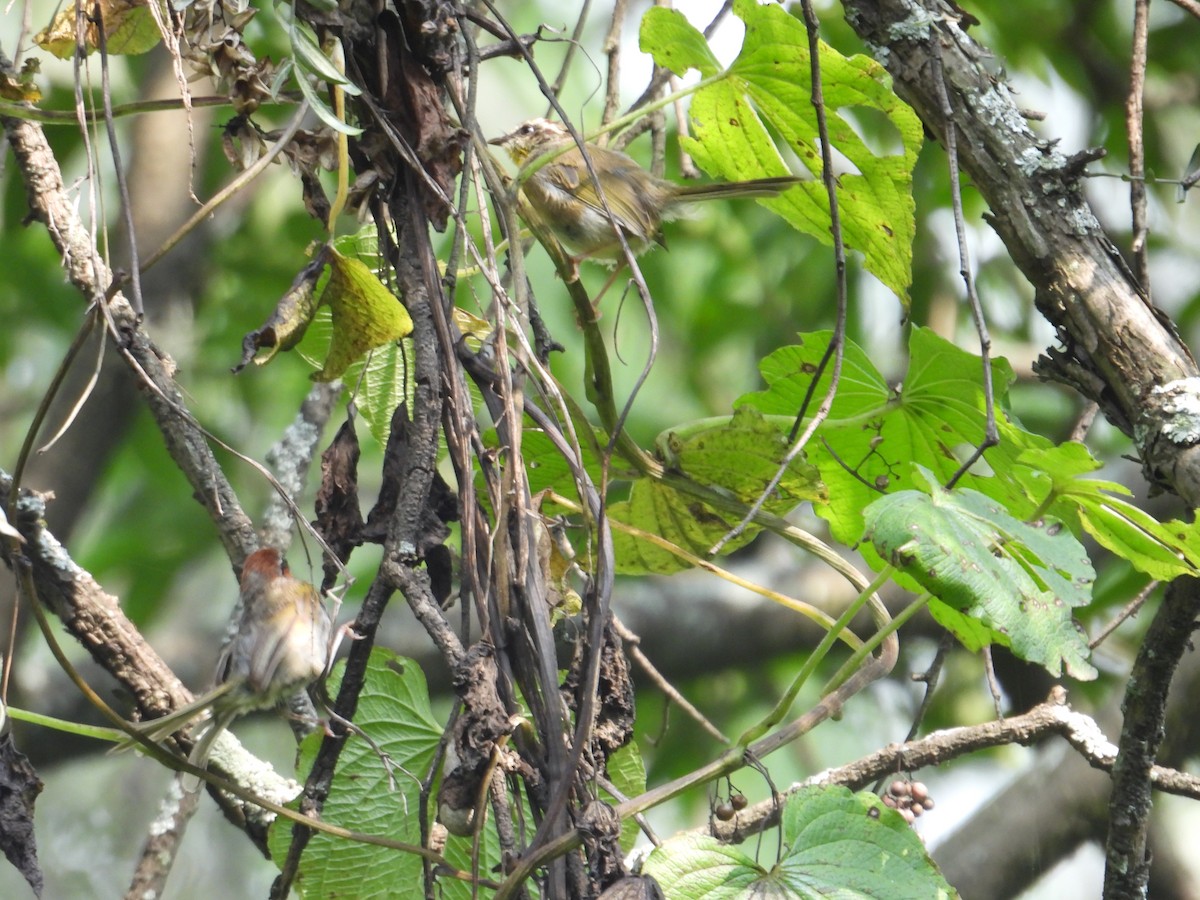 Rufous-capped Warbler - ML623731816