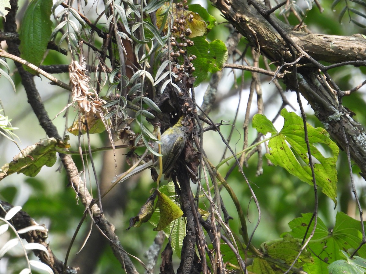 アカボウシアメリカムシクイ - ML623731817