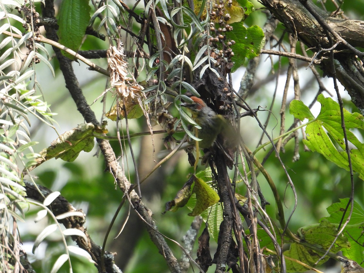 Rufous-capped Warbler - ML623731818