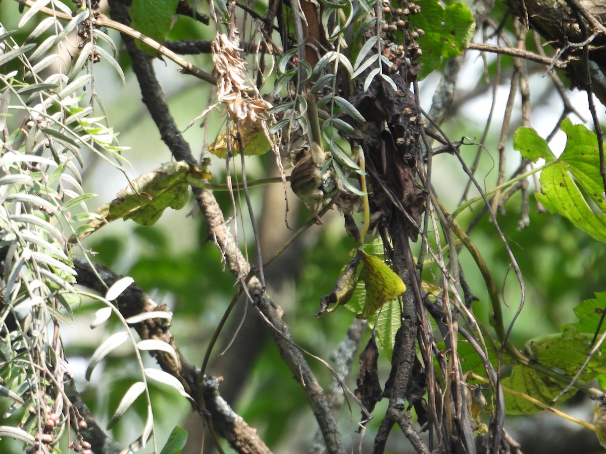 Rufous-capped Warbler - ML623731819