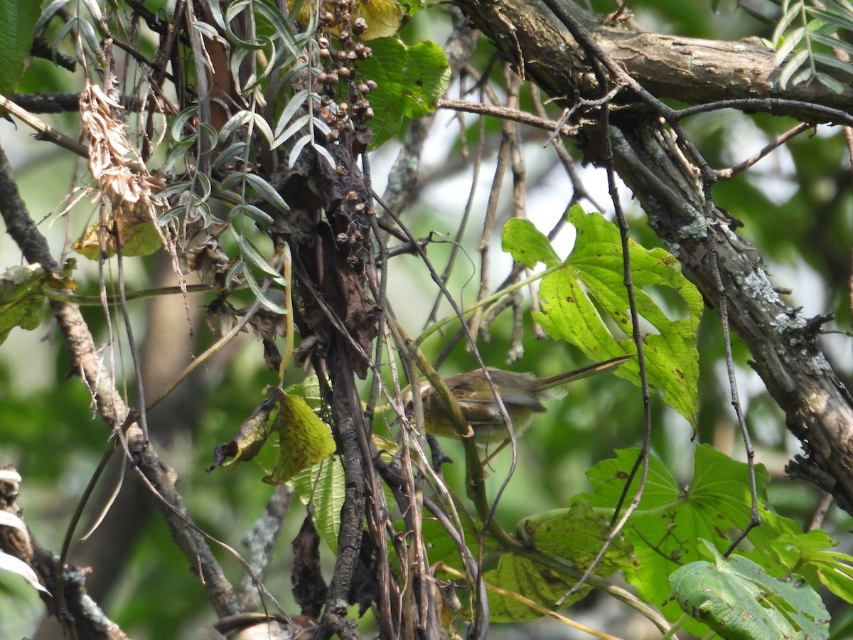 Rufous-capped Warbler - ML623731820