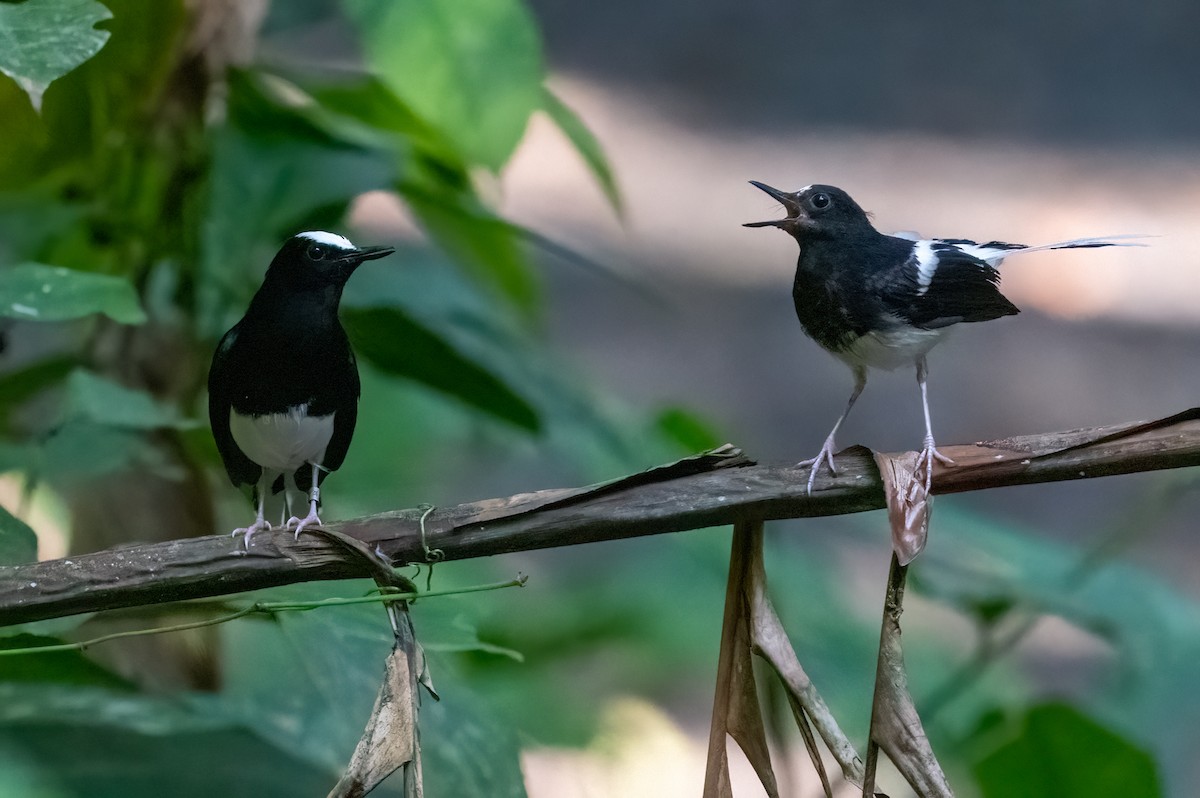 White-crowned Forktail - ML623731825