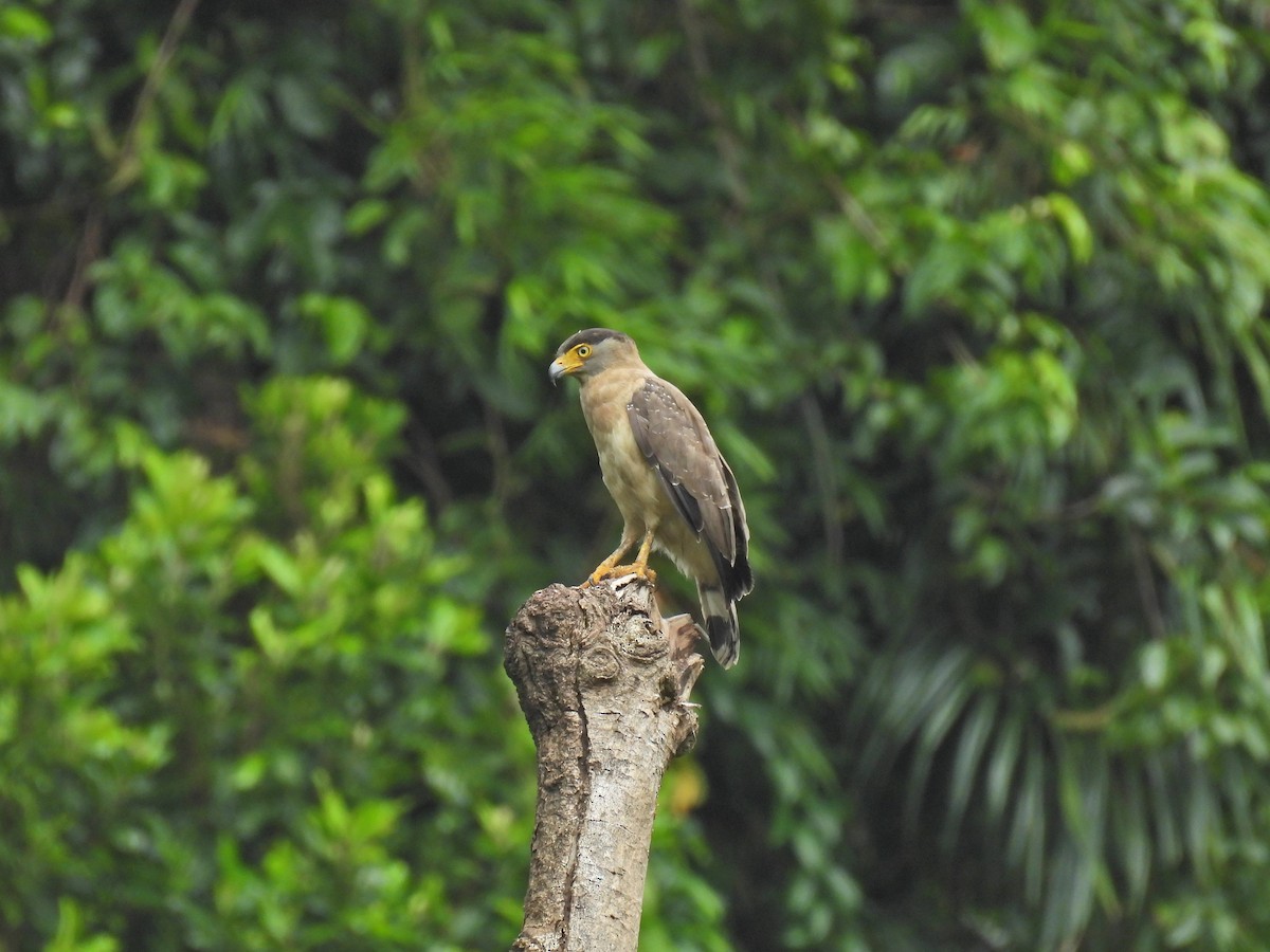 Nicobar Serpent-Eagle - ML623731834