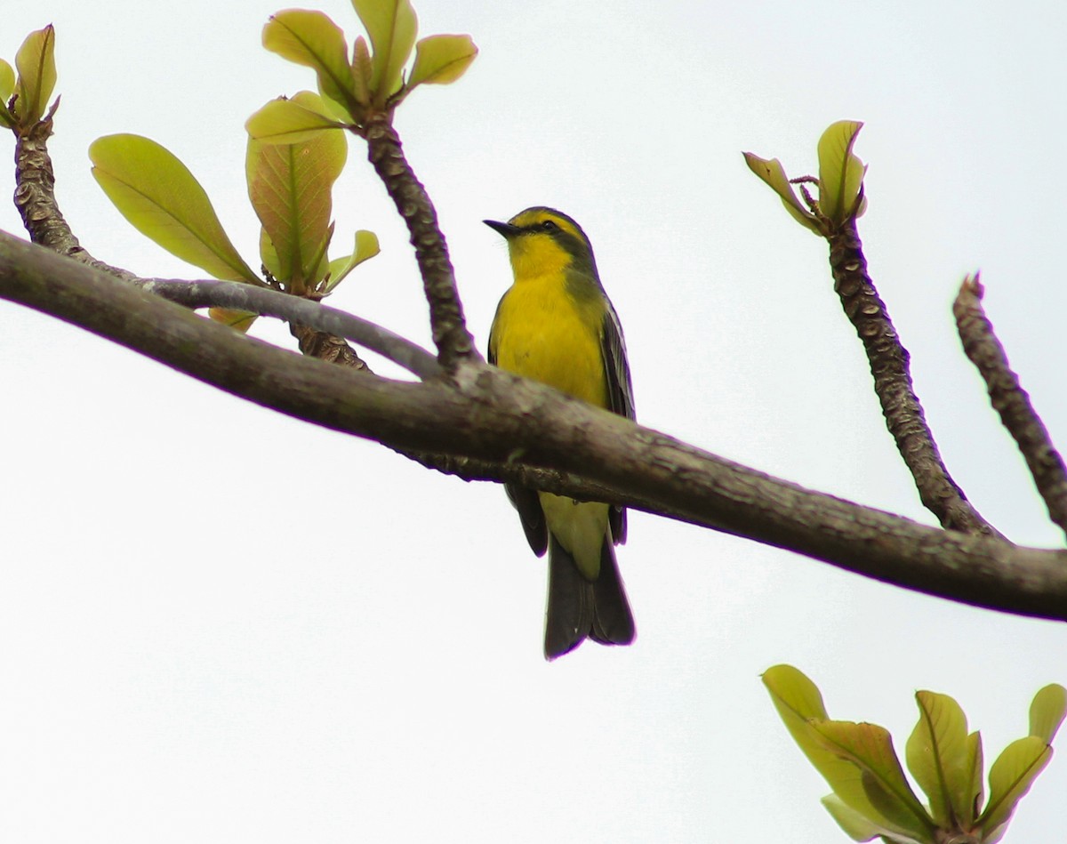 Yellow-browed Tyrant - ML623731840