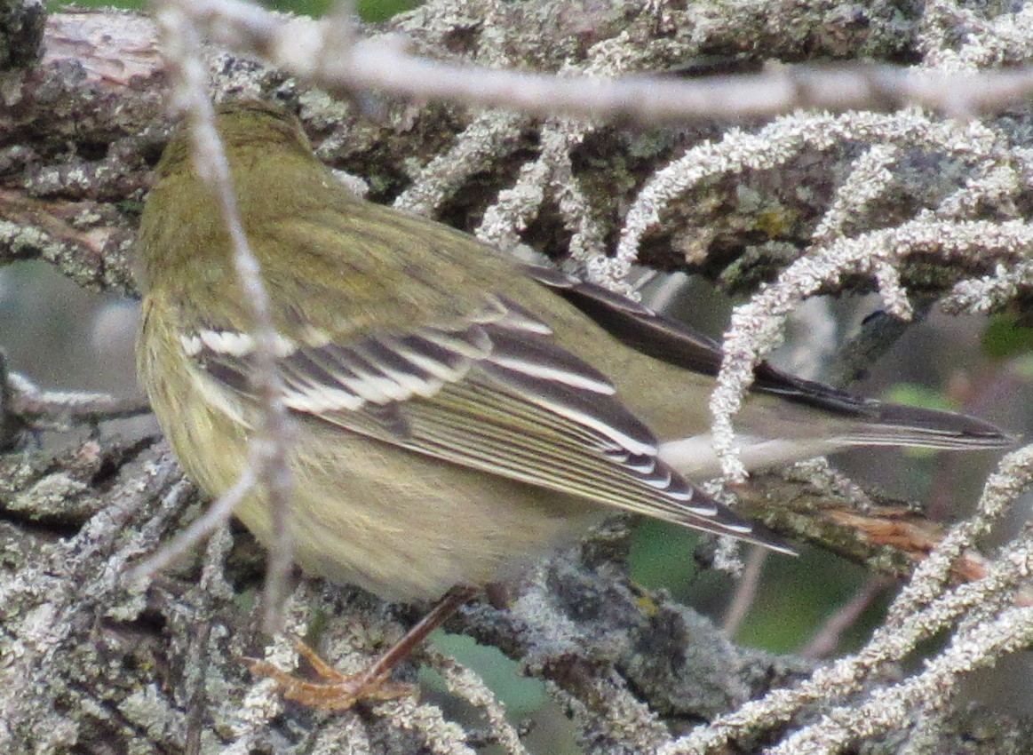 Blackpoll Warbler - Andrew Wolfgang