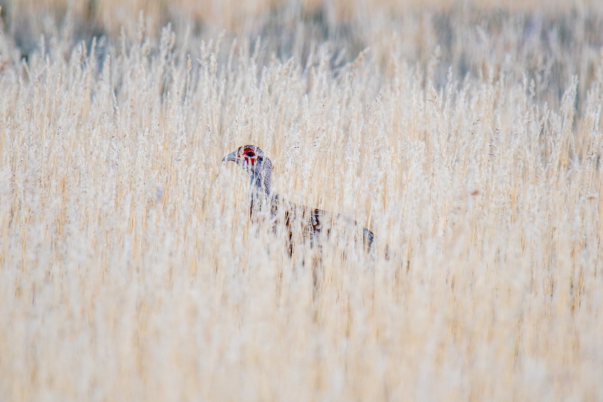 Ring-necked Pheasant - ML623731855