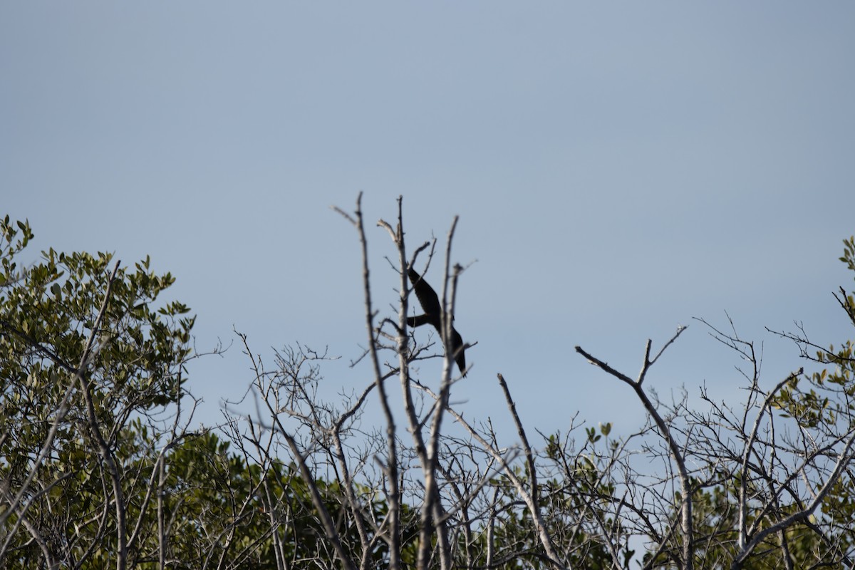 falcon sp. - ML623731860