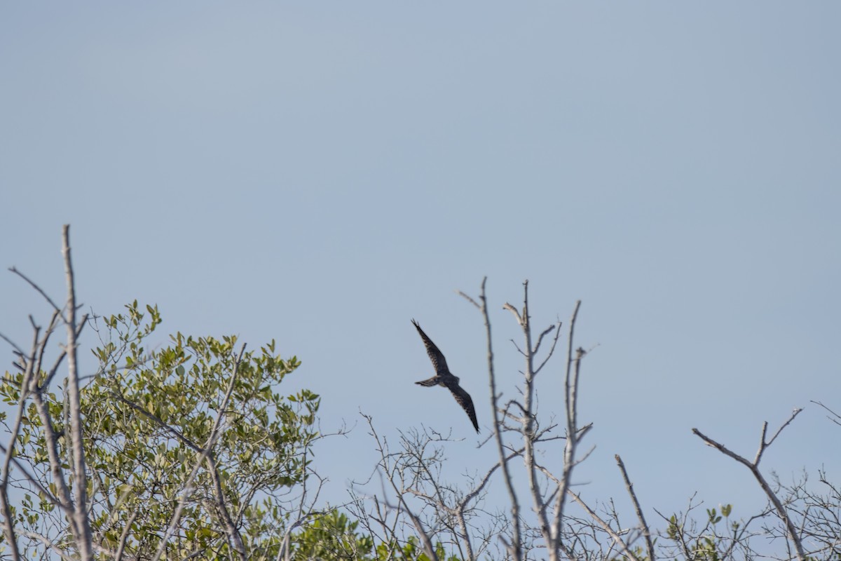 falcon sp. - ML623731861