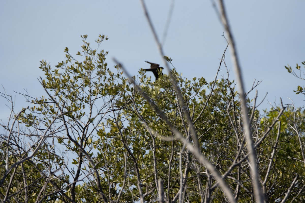 falcon sp. - ML623731862