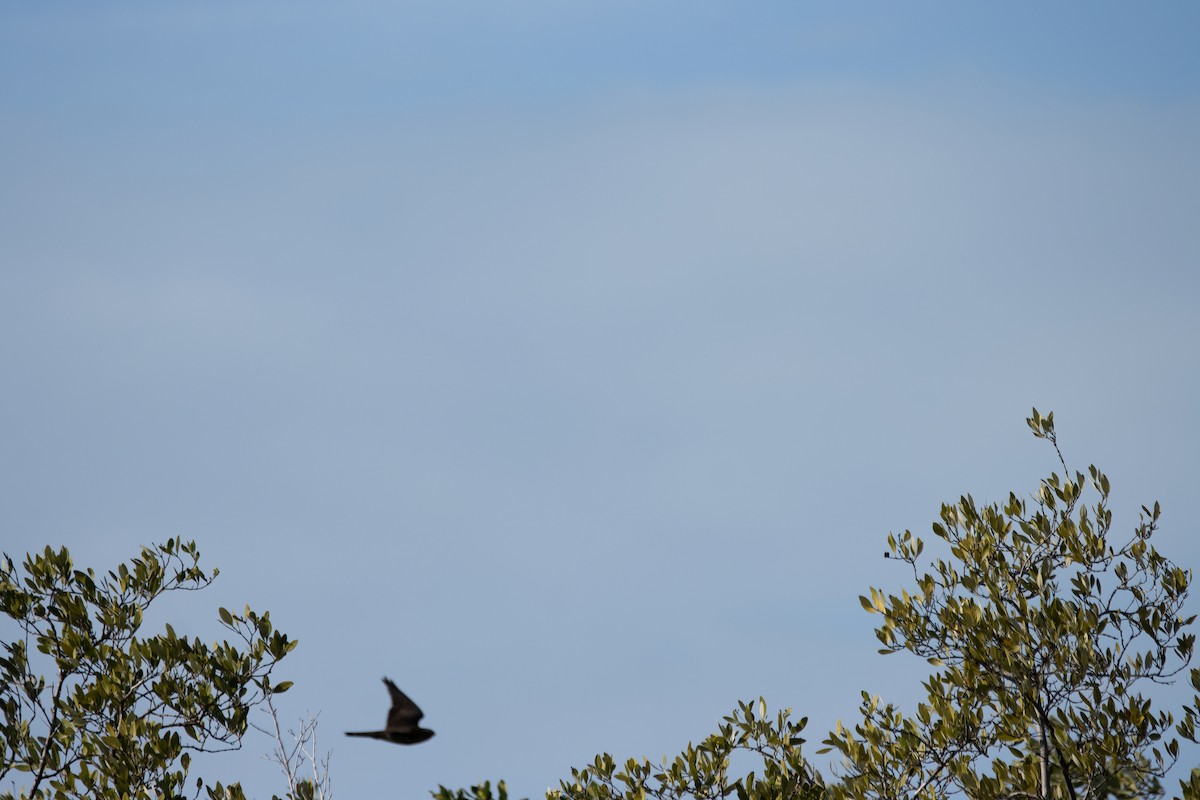 falcon sp. - ML623731863