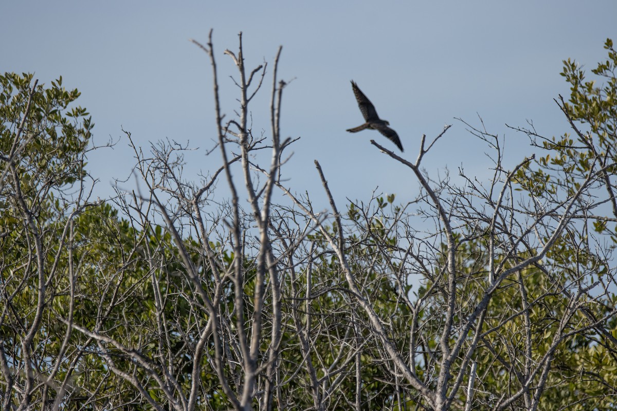 falcon sp. - ML623731864