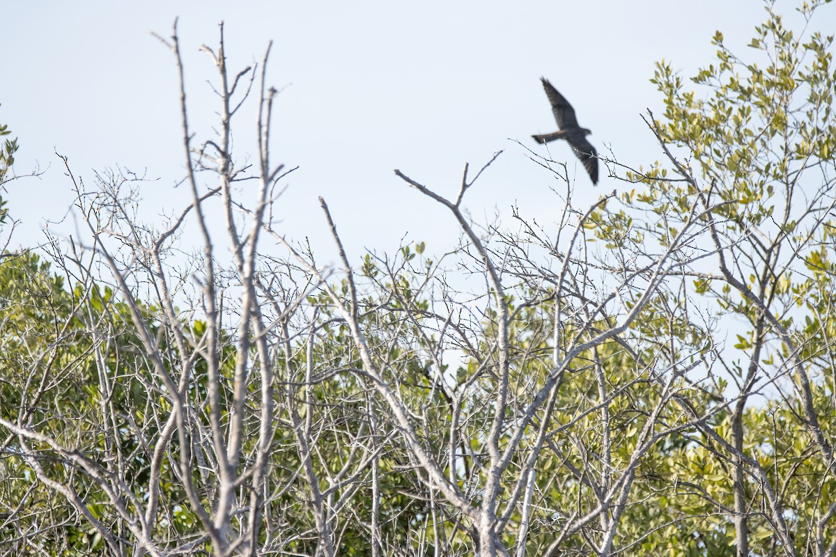 falcon sp. - ML623731865