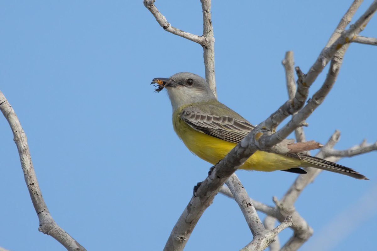 Tropical Kingbird - ML623731871