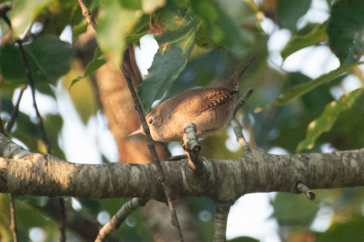 House Wren - ML623731881