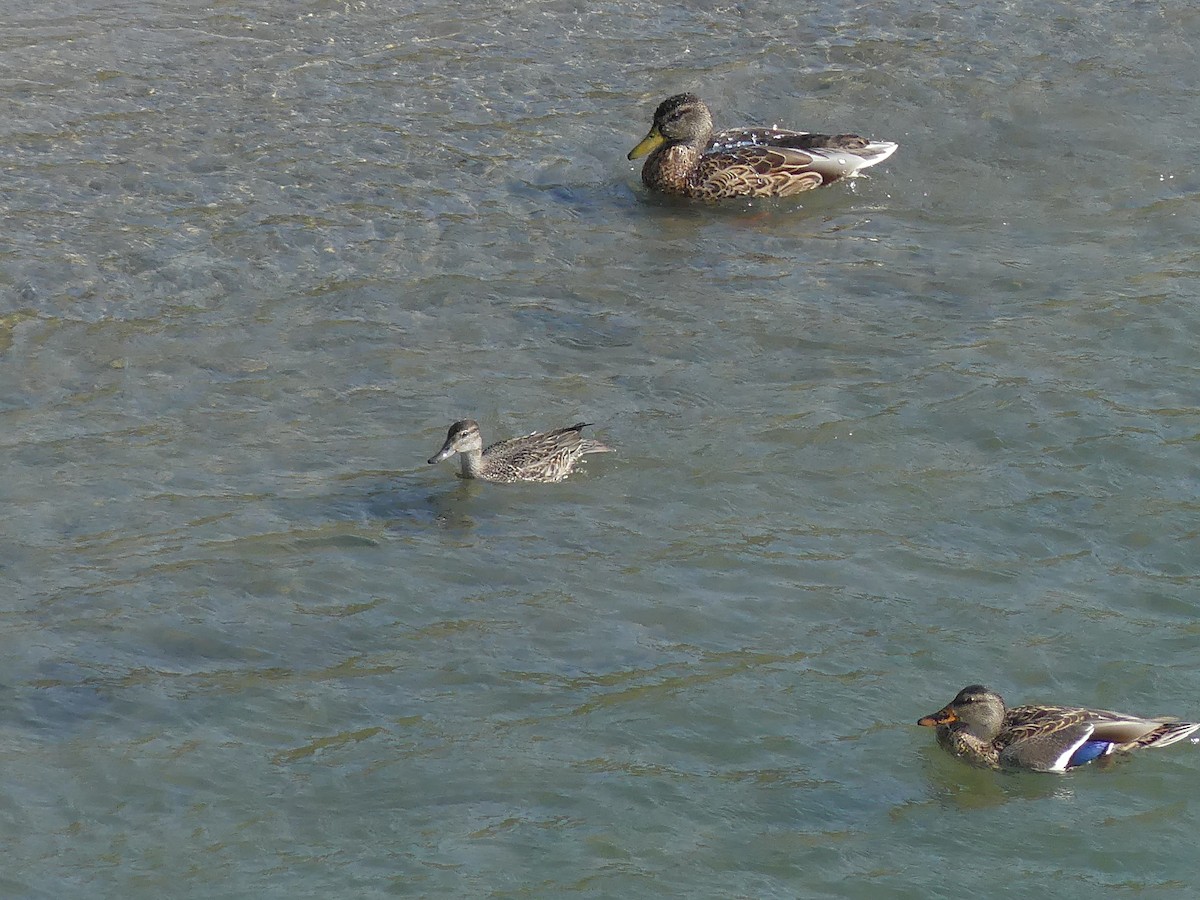 Green-winged Teal - ML623731887