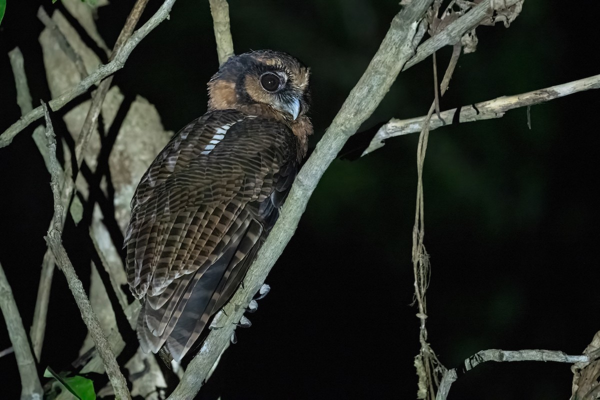 Brown Wood-Owl (Bornean) - ML623731888