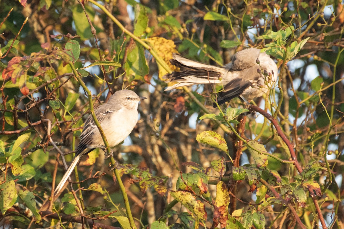 Northern Mockingbird - ML623731889