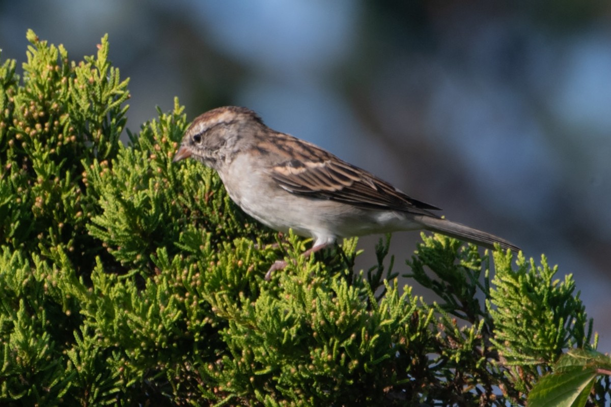 Chipping Sparrow - James Hatfield